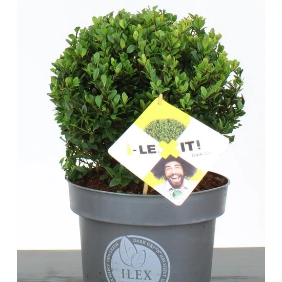 Csipkéslevelű magyal  ILEX CRENATA DARK GREEN 25CM GÖMB K5