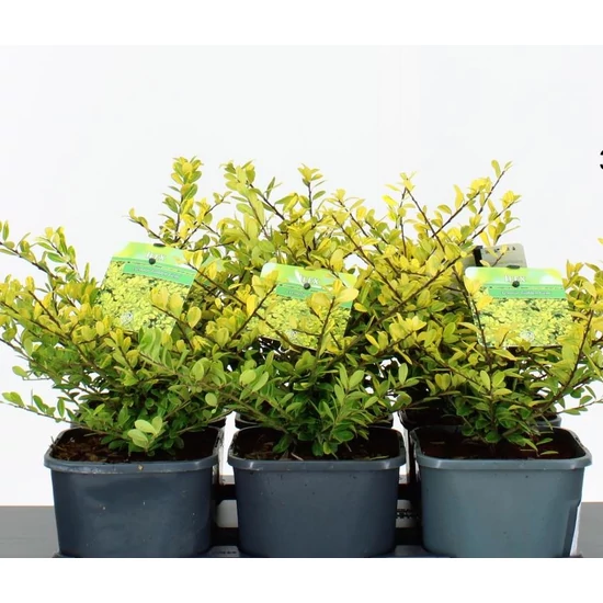 Csipkéslevelű magyal  ILEX CRENATA GOLDEN GEM 20/25 K2