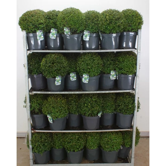 Csipkéslevelű magyal  ILEX CRENATA GREEN GLOSS GÖMB 30/40 K15