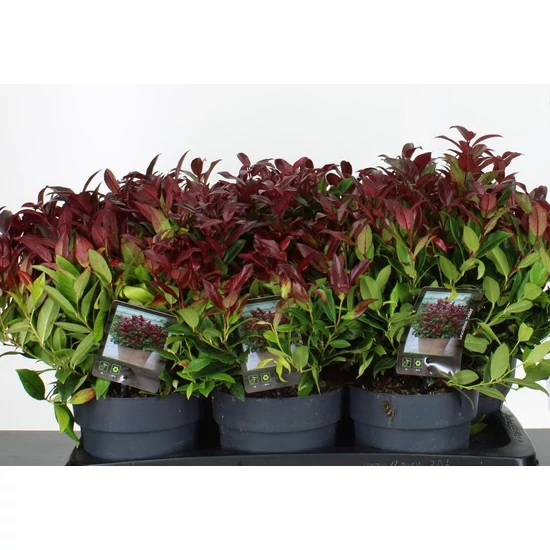 Fürtös hanga  LEUCOTHOE SCARLETTA ZEBRID 20/+ K2