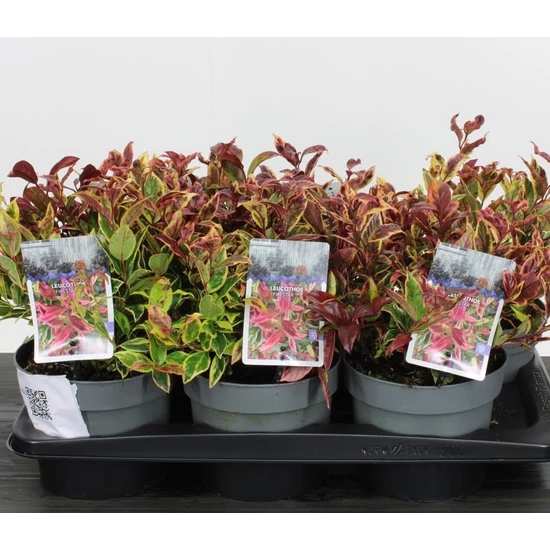 Fürtös hanga  LEUCOTHOE AXILLARIS FIRESTAR 20/25 K2