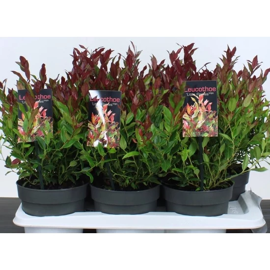 Fürtös hanga  LEUCOTHOE AXILLARIS LITTLE FLAME 20/25 CS17
