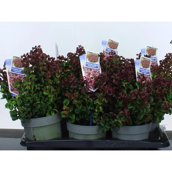 Fürtös hanga  LEUCOTHOE AXILLARIS CURLY RED 20/25 CS17