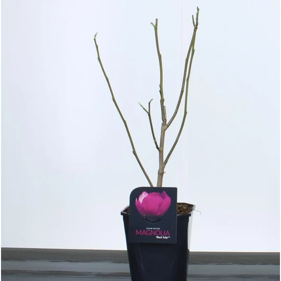 Liliomfa   MAGNOLIA BLACK TULIP 50/60 K4,5