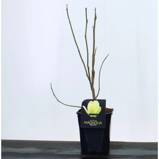 Liliomfa    MAGNOLIA DENUDATA YELLOW RIVER 50/60 K4,5
