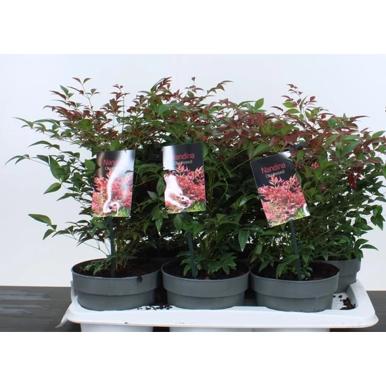 Japán szentfa   NANDINA DOMESTICA OBSESSED 30/35 CS17