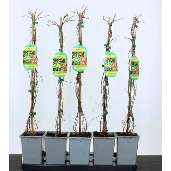 Repkény vadszőlő  PARTHENOCISSUS TRICUSPIDATA VEITCHII 65/+ CS11