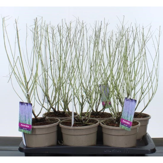 Sudárzsálya  PEROVSKIA ATRIPLICIFOLIA BLUE SPIRE 25CM CS17