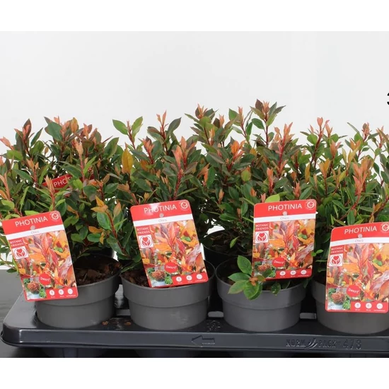 Örökzöld korallberkenye  PHOTINIA FRASERI CHICO 15/20 CS13