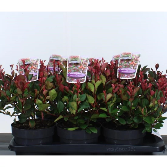 Örökzöld korallberkenyePHOTINIA FRASERI LITTLE RED ROBIN 25/30 K2