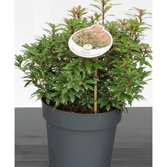 Japán babérhanga PIERIS JAPONICA LITTLE HEATH 25/30 CS17