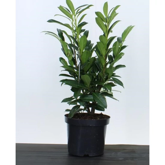 Oszlopos babérmeggy    PRUNUS LAUROCERASUS ELLY 40/60 K4