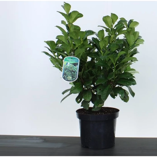 Közönséges babérmeggy PRUNUS LAUROCERASUS ETNA 40/50 K4
