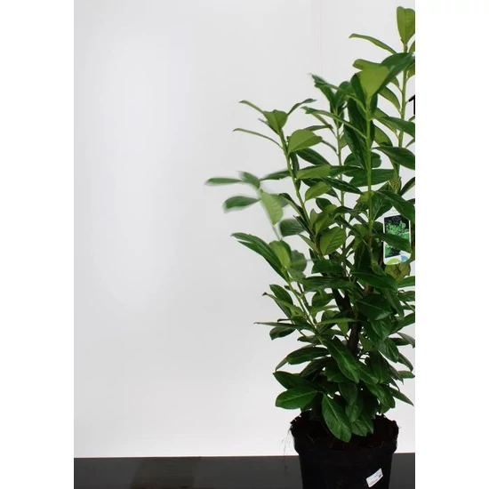 Közönséges babérmeggy   PRUNUS LAUROCERASUS NOVITA 60/80 K5