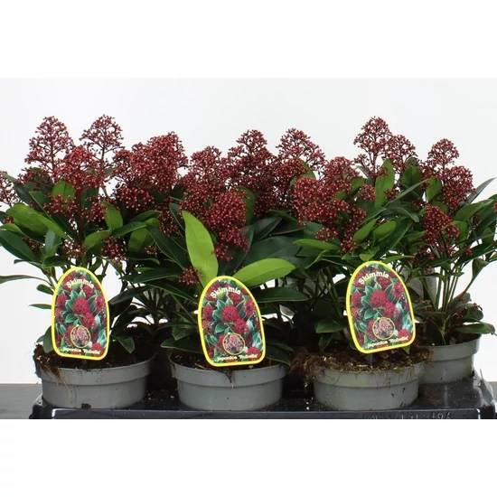Japán dérbabér    SKIMMIA JAPONICA RUBELLA 25/30 CS15
