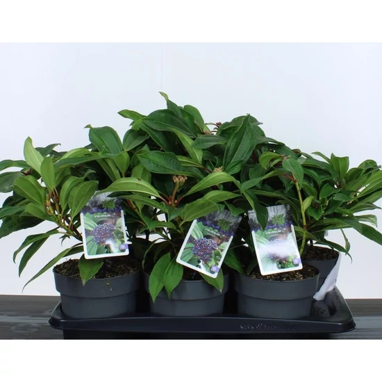 Törpe bangita  VIBURNUM DAVIDII 20/25 K2