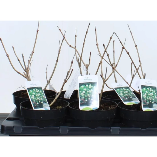 Labdarózsa   VIBURNUM OPULUS ROSEUM 25/30 K2