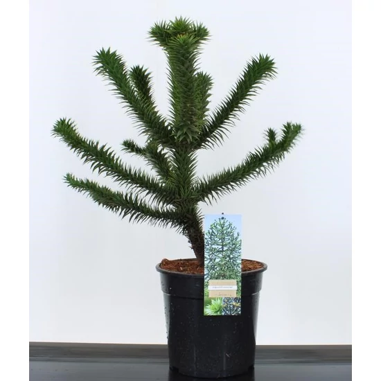 Chilei fenyő   ARAUCARIA ARAUCANA 50/60 K10