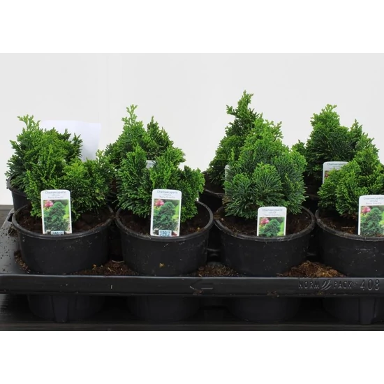 Hinoki hamisciprus   CHAMAECYPARIS OBTUSA NANA GRACILIS 10/12 CS13