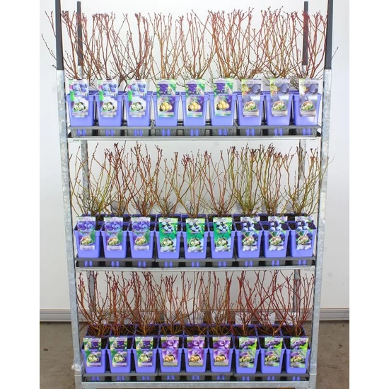 Kék áfonya VACCINIUM CORYMBOSUM 30/+ CS19