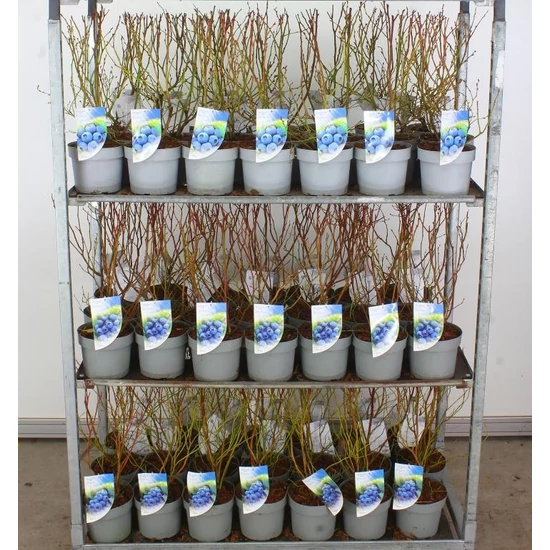 Kék áfonya VACCINIUM CORYMBOSUM 50/60 K3