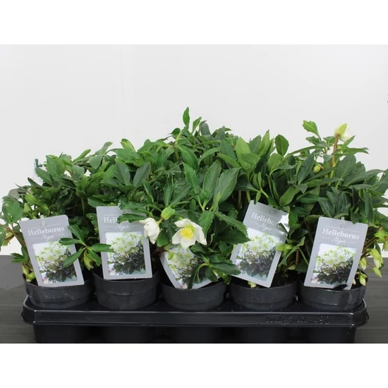 Fekete hunyorHELLEBORUS NIGER 15/20 CS12