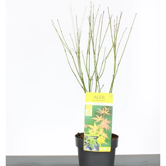 Japán juhar ACER PALMATUM ORANGE DREAM 50/60 K3