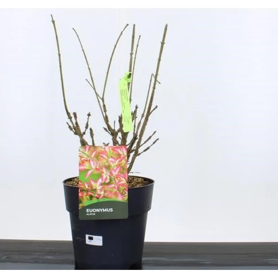 Szárnyas kecskerágó  EUONYMUS ALATUS 30/+ K10
