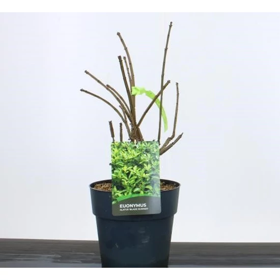 Szárnyas kecskerágó EUONYMUS ALATUS BLADE RUNNER 30/+ K10