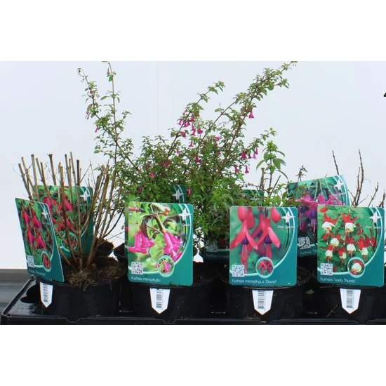 Fukszia FUCHSIA 10/20 K1