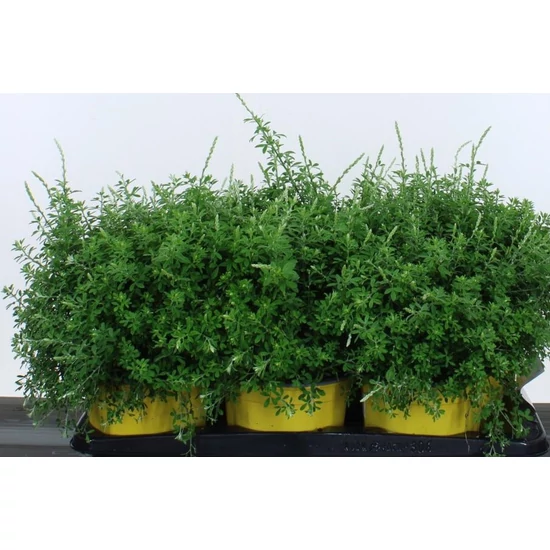 Lapickás rekettyeGENISTA SPACHIANA 20/25 CS17