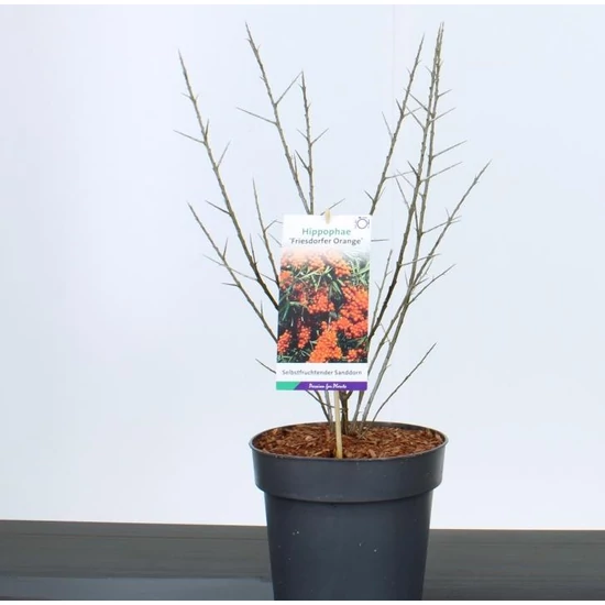 Öntermékeny homoktövisHIPPOPHAE RHAMNOIDES FRIESDORFER ORANGE 340/60 K5