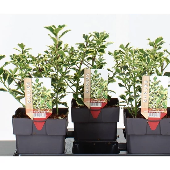 Nagylevelű magyal ILEX AQUIFOLIUM ARGENTEA MARGINATA 30CM K2