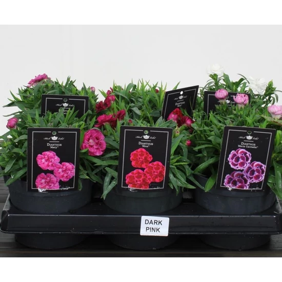 Évelő szegfűDIANTHUS MIX CS15