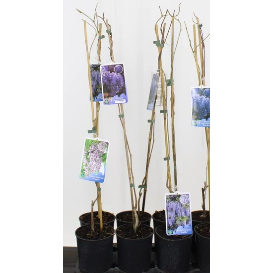 Lilaakác   WISTERIA FAJTÁK 80CM K2