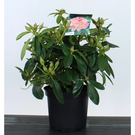 Havasszépe    RHODODENDRON PERCY WISEMAN 30/40 K5