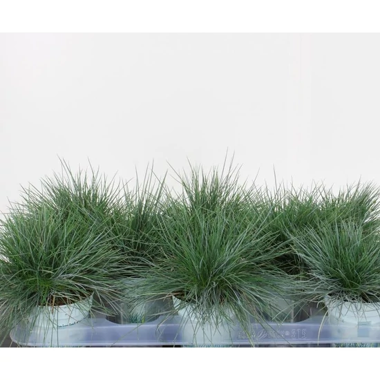 Deres csenkeszFESTUCA GLAUCA COMPACTA BLUE 25CM CS10,5