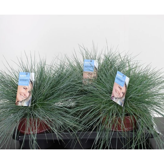 Fényperje  FESTUCA GLAUCA INTENS BLUE 35/45 K2