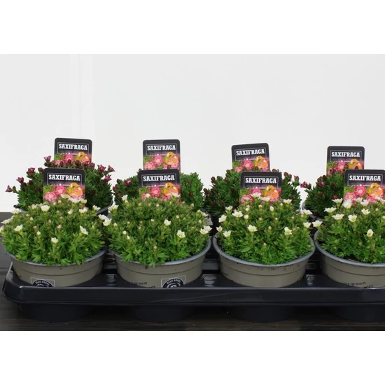 Kőtörőfű MIX SAXIFRAGA MIX CS14