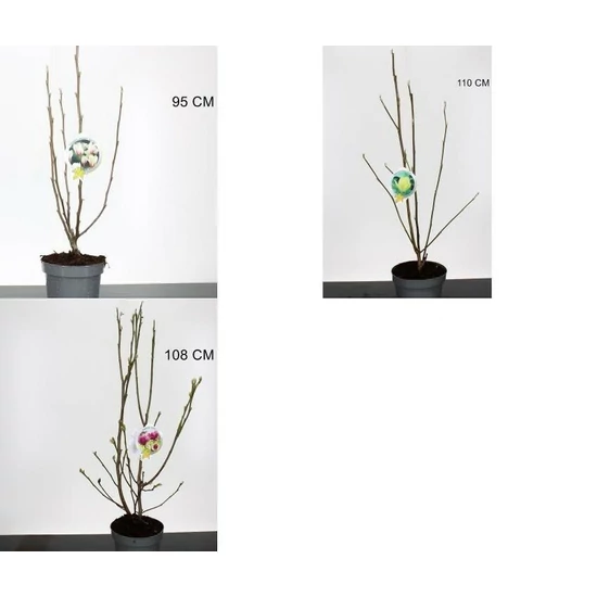 Liliomfa   MAGNOLIA FAJTÁK 60/80 K5
