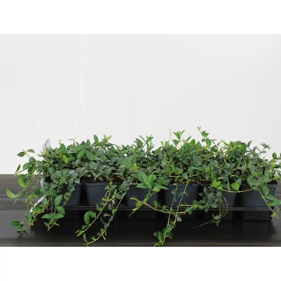 Kis meténg   VINCA MINOR 12/15 CS9