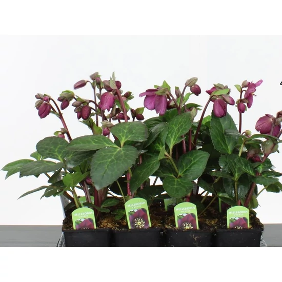  hunyor HELLEBORUS PURPLE JOY CS9