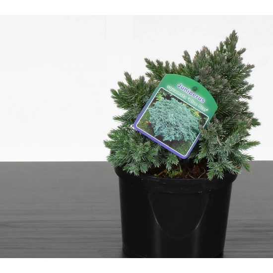 Himalájai törpe boróka  JUNIPERUS SQUAMATA BLUE STAR 15/20 K2