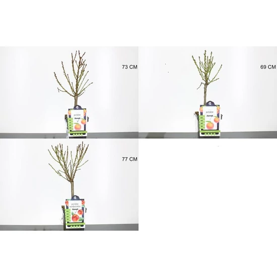 ŐszibarackPRUNUS PERSICA 70/80 CS23