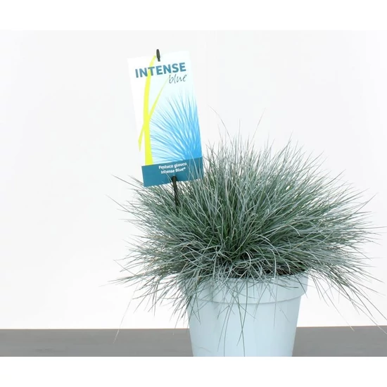 Fényperje FESTUCA GLAUCA INTENS BLUE 40/45 CS23