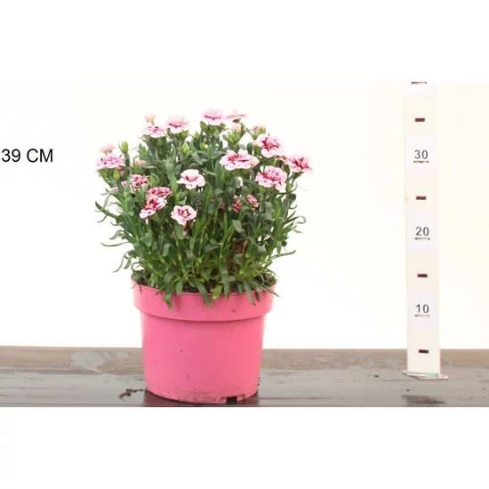 Kerti szegfű DIANTHUS CARYOPHYLLUS PURPLE STAR CS19
