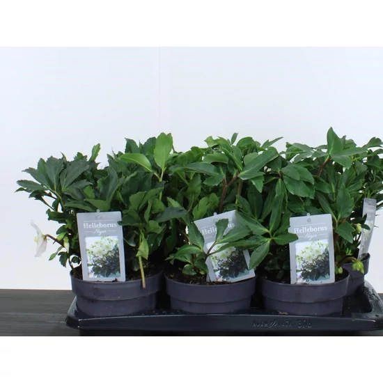 Fekete hunyor HELLEBORUS NIGER 20/25 K2