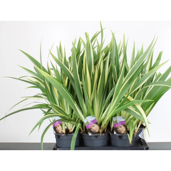 iriszIRIS TECTORUM CRUELLA 35/40 K3,5