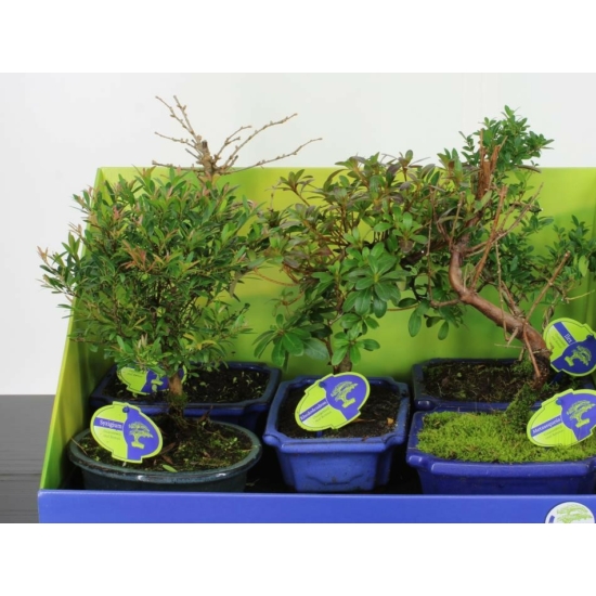 Kölönböző növények bonsai tálbanBONSAI MIX 30/35 CS20