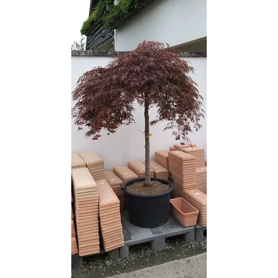 Szeldelt levelű japán juhar ACER PALMATUM DISSECTUM CRIMSON QUEEN K60